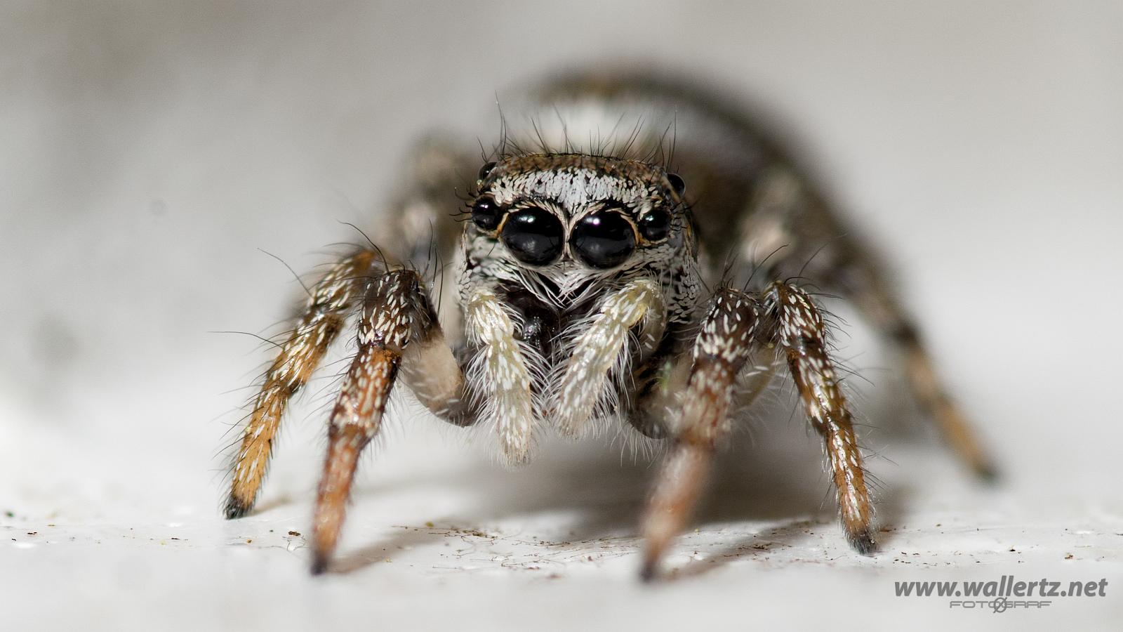 Zebra jumping spider (Murzebraspindel)