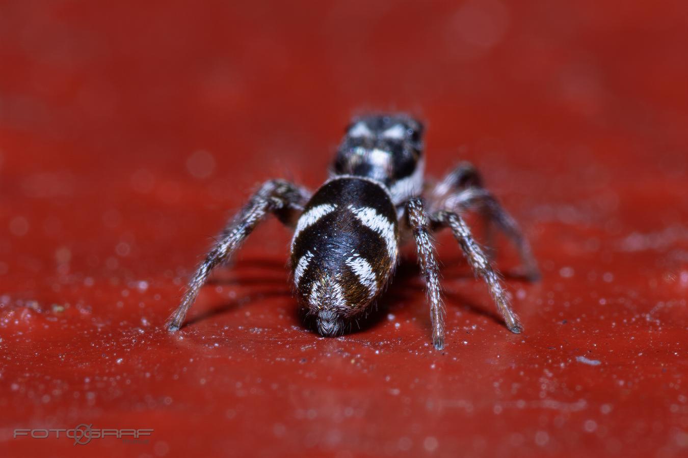 Zebra jumping spider (Murzebraspindel)