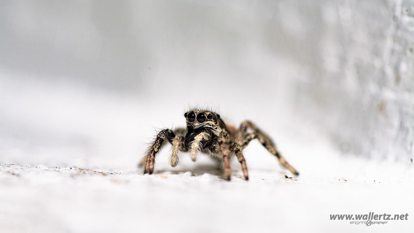 Zebra jumping spider (Murzebraspindel)