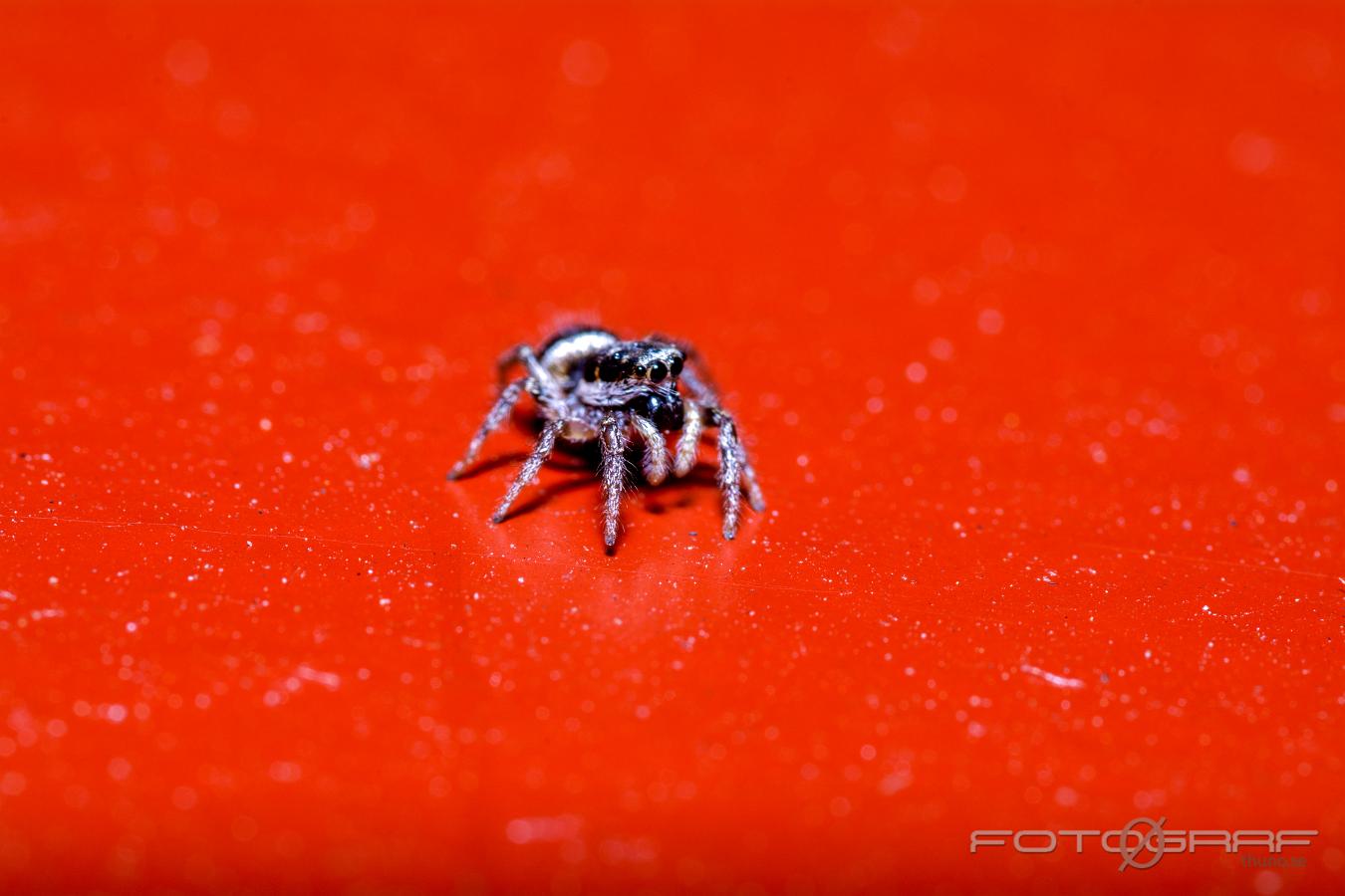 Zebra jumping spider (Murzebraspindel)