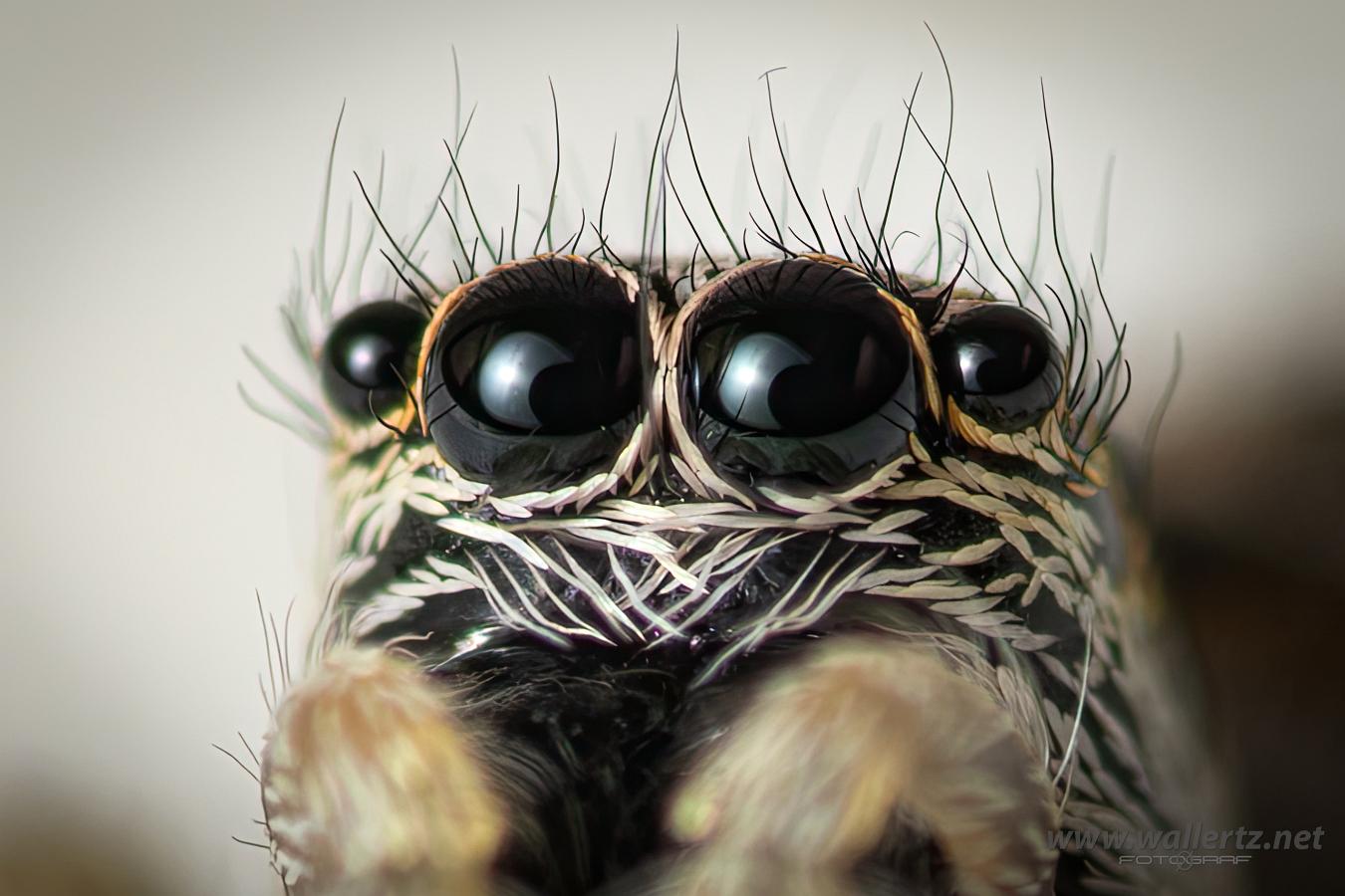 Zebra jumping spider(Murzebraspindel)