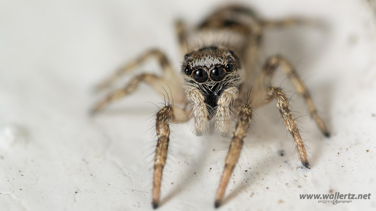 Zebra jumping spider(Murzebraspindel)