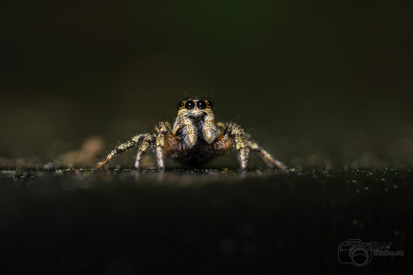 Zebra jumping spider (Murzebraspindel)