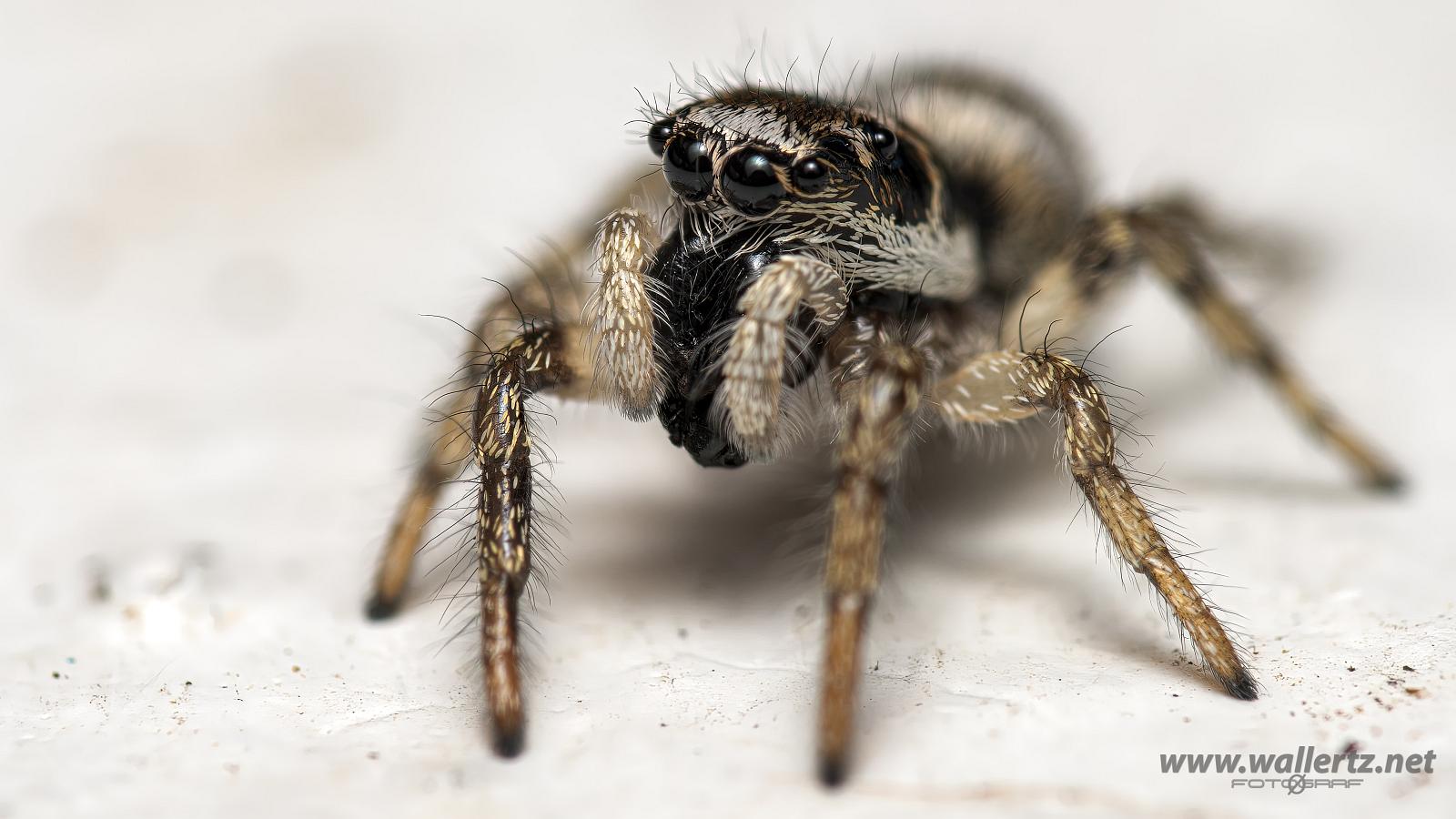 Zebra jumping spider(Murzebraspindel)