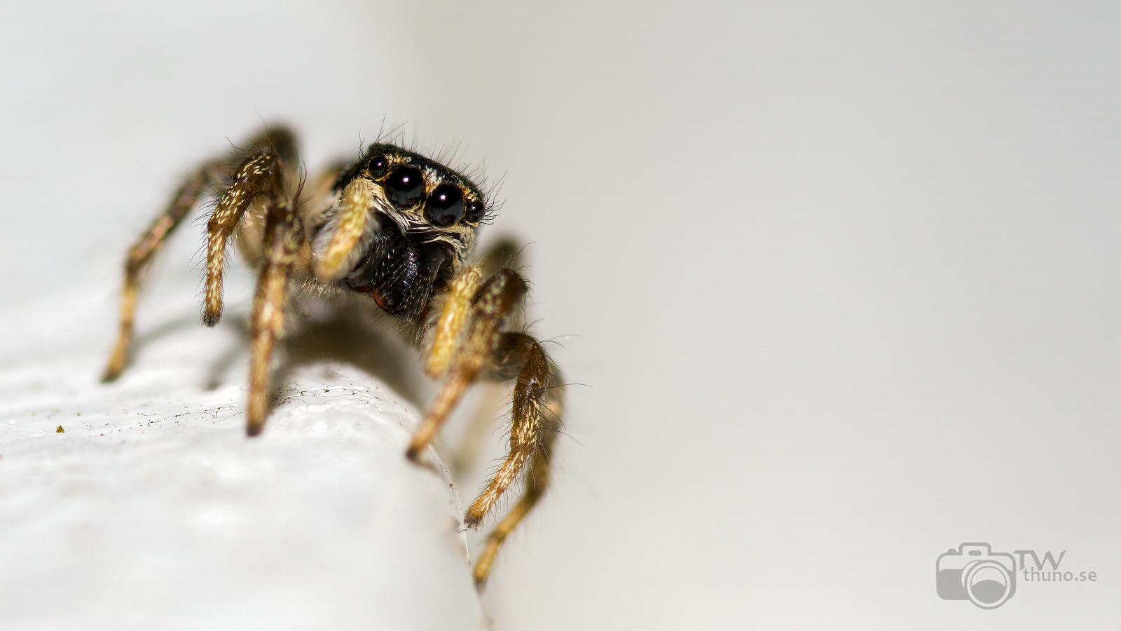 Zebra jumping spider (Murzebraspindel)