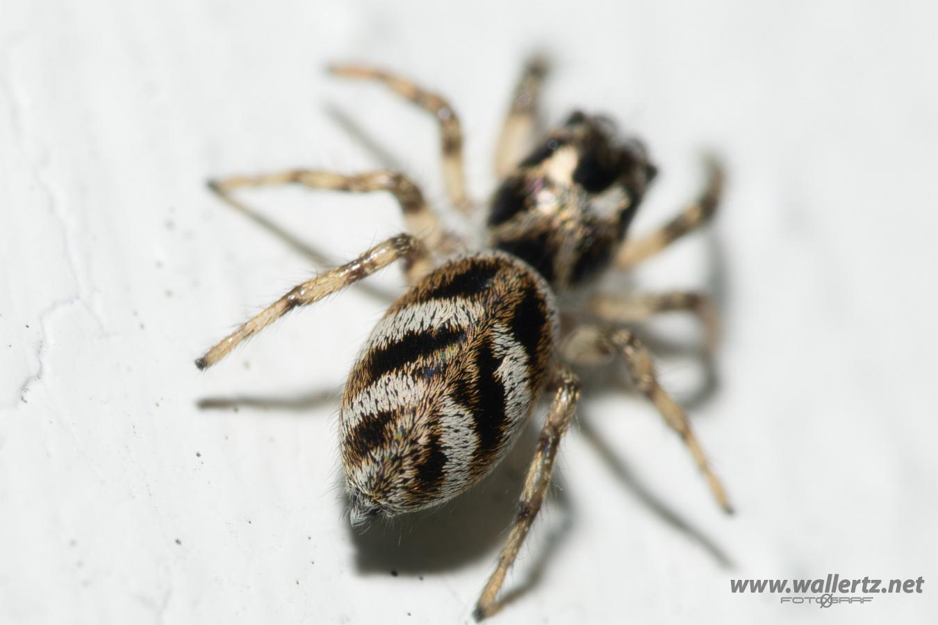 Zebra jumping spider (Murzebraspindel)