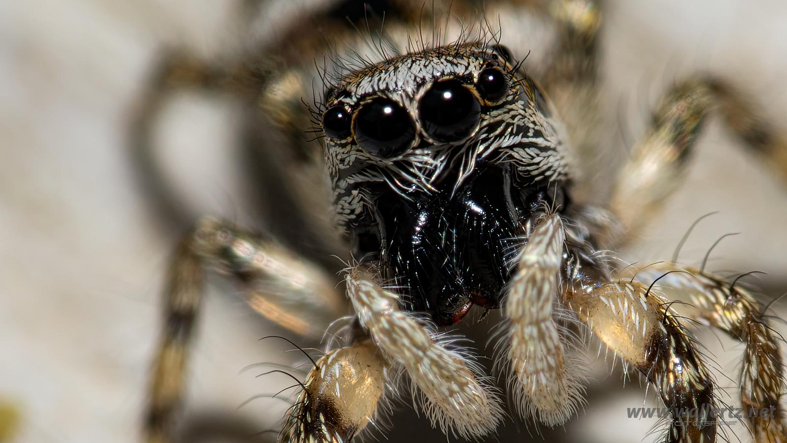 Zebra jumping spider (Murzebraspindel)