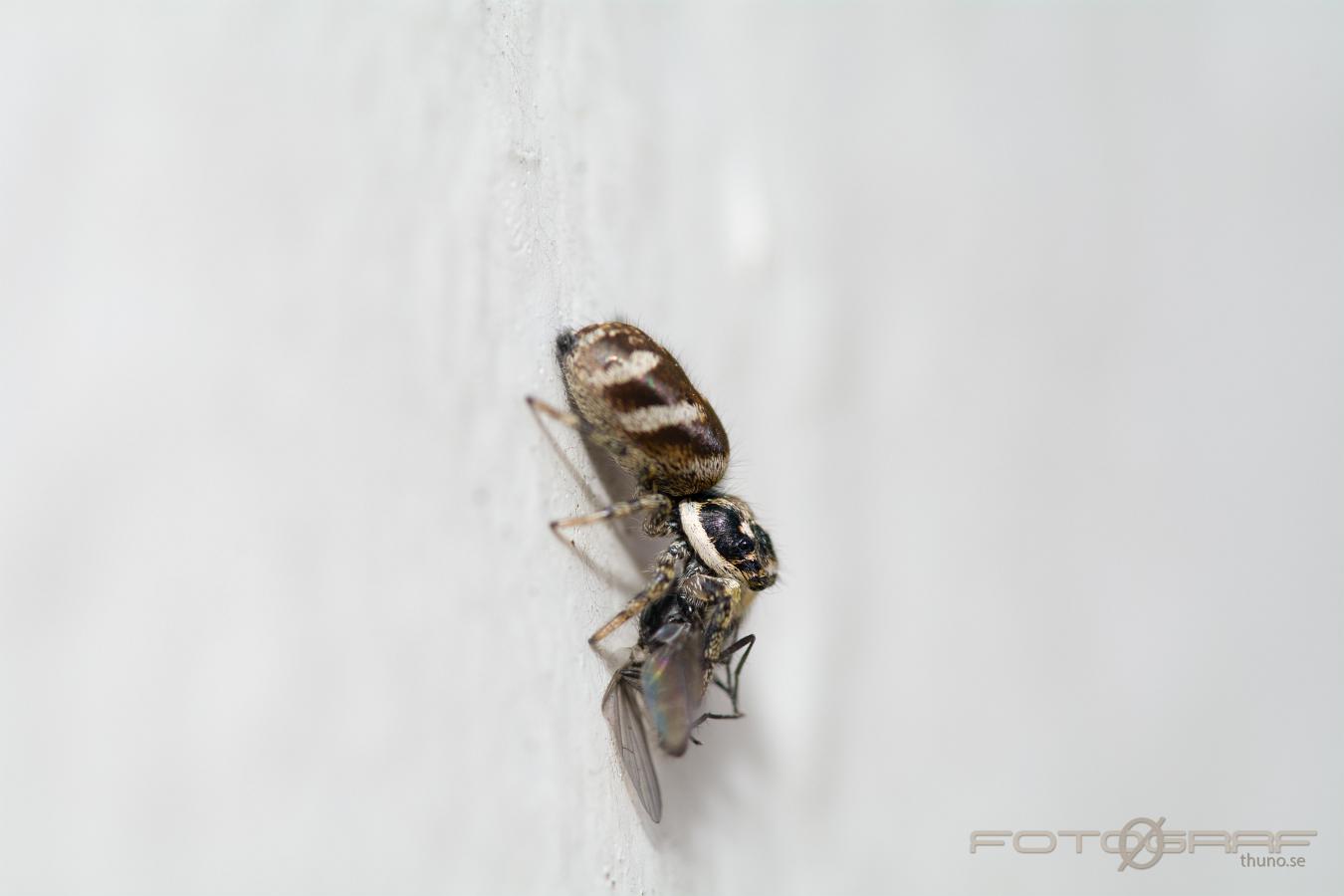 Zebra jumping spider (Murzebraspindel)