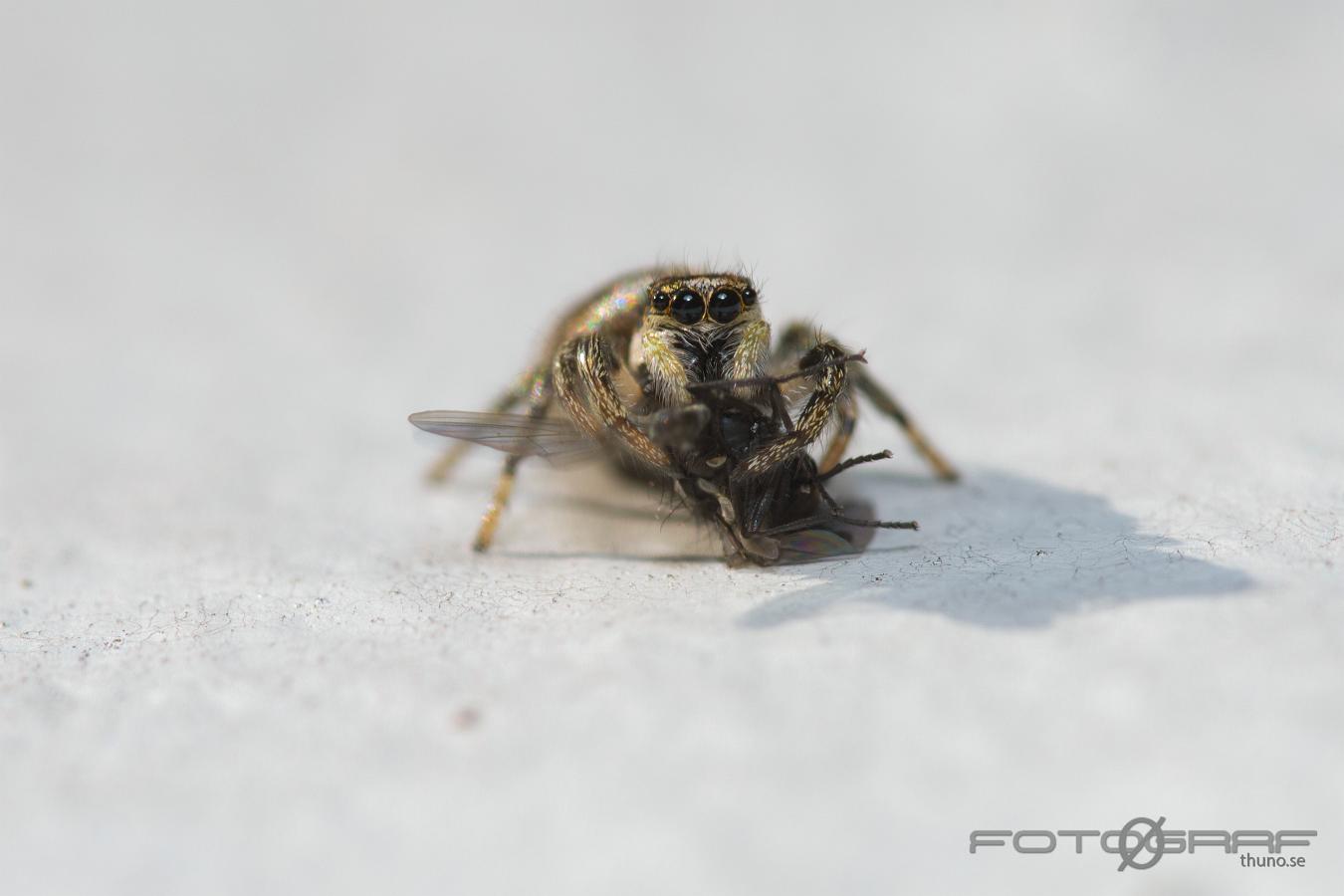 Zebra jumping spider (Murzebraspindel)