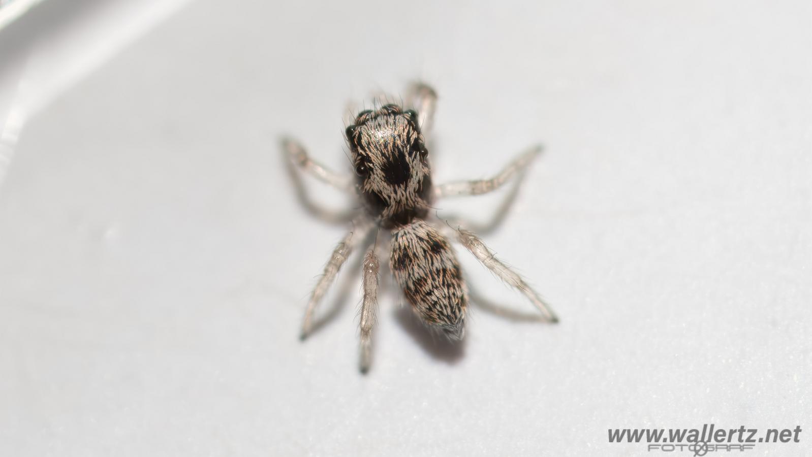 Zebra jumping spider baby(Murzebraspindel bäbis)