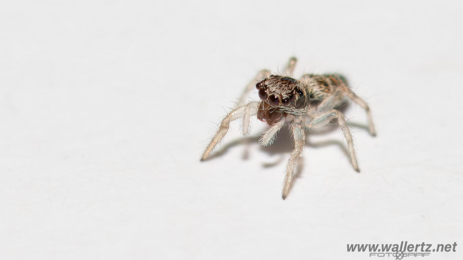 Zebra jumping spider baby(Murzebraspindel bäbis)