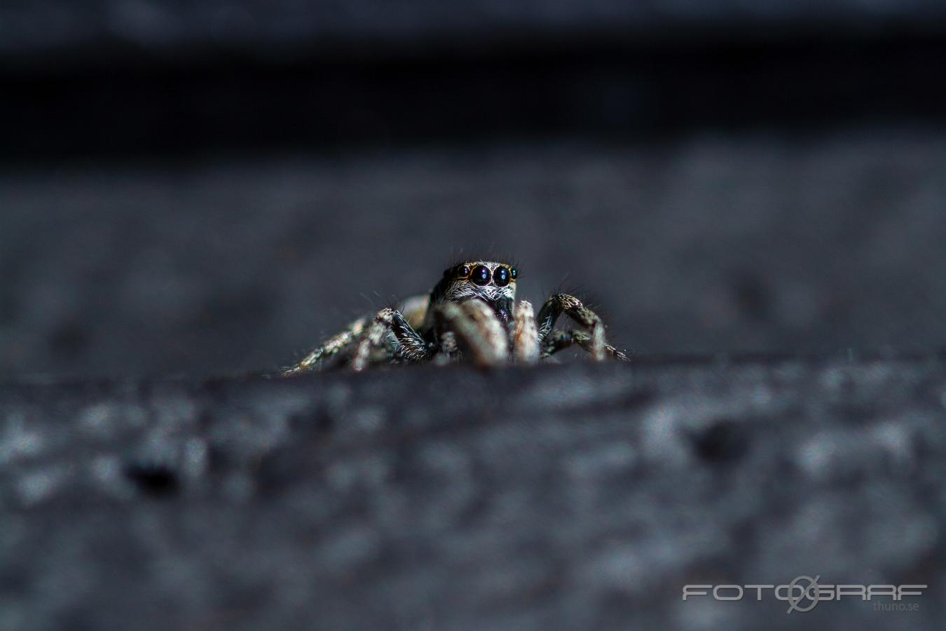 Zebra jumping spider (Murzebraspindel)