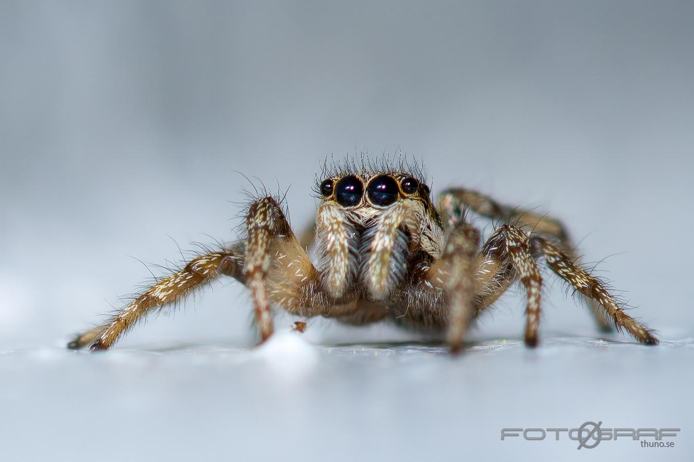 Zebra jumping spider (Murzebraspindel)