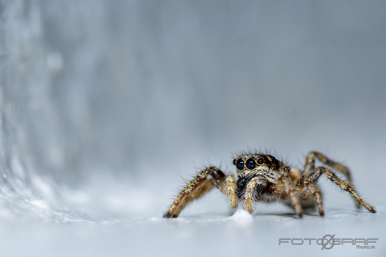 Zebra jumping spider (Murzebraspindel)