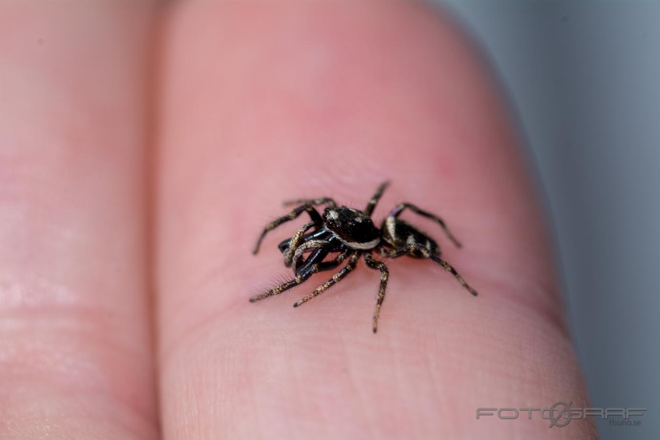 Zebra jumping spider (Murzebraspindel)