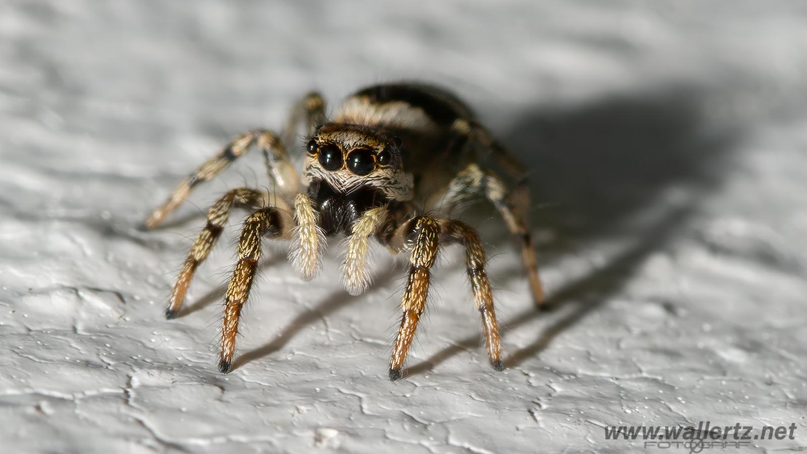 Zebra jumping spider(Murzebraspindel)