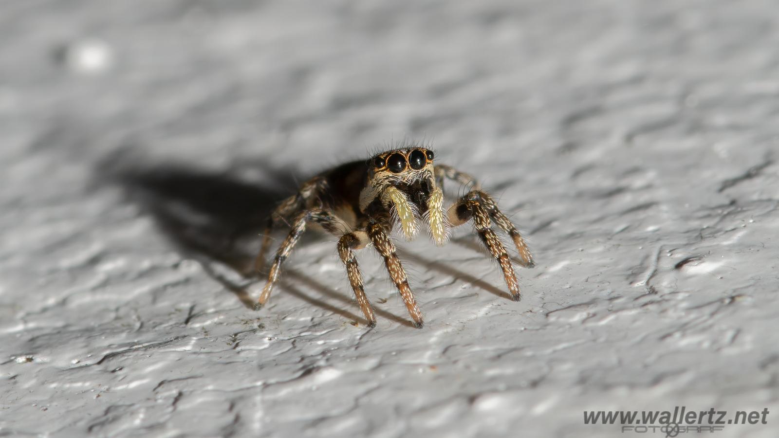 Zebra jumping spider(Murzebraspindel)