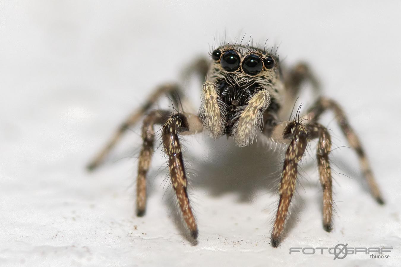 Zebra jumping spider (Murzebraspindel)