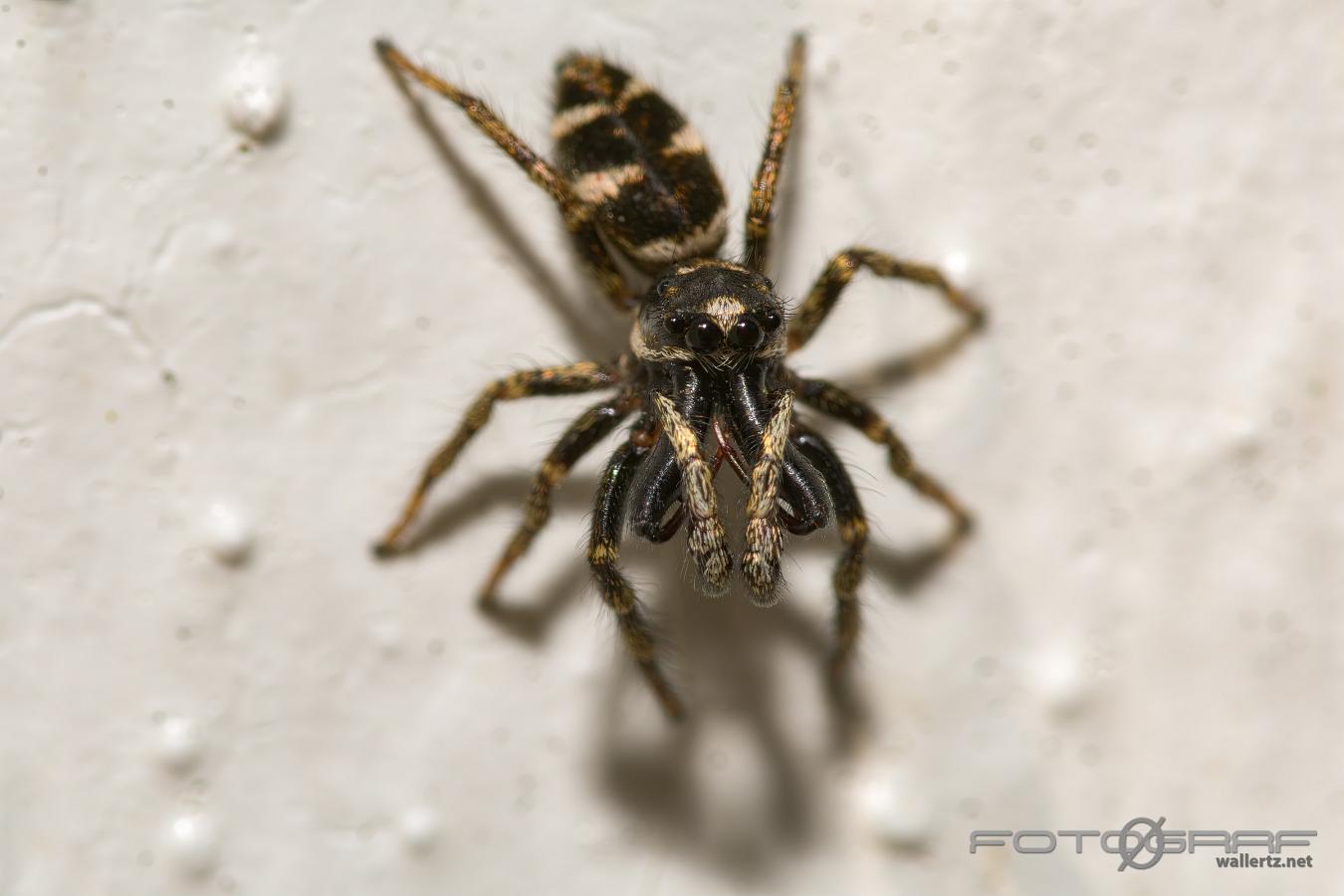 Zebra jumping spider (Murzebraspindel)