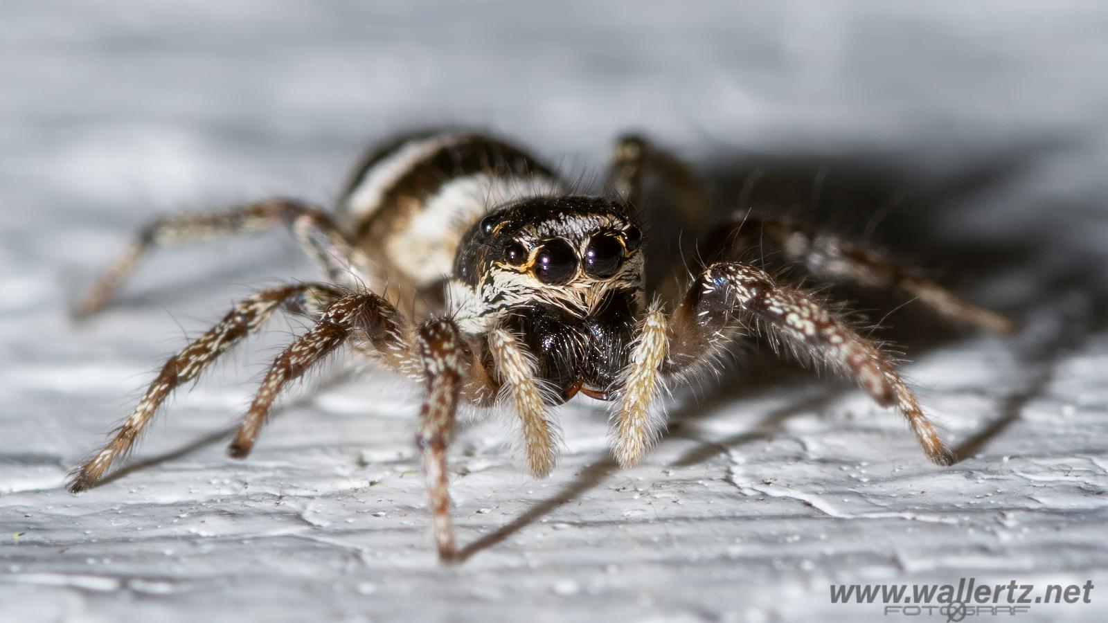 Zebra jumping spider(Murzebraspindel)