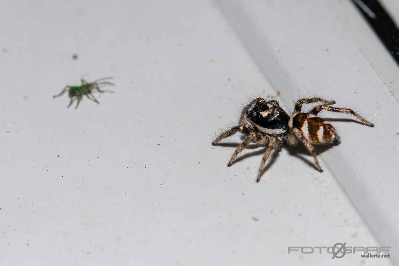 Zebra jumping spider and an Aphid (Murzebraspindel och en bladlus)