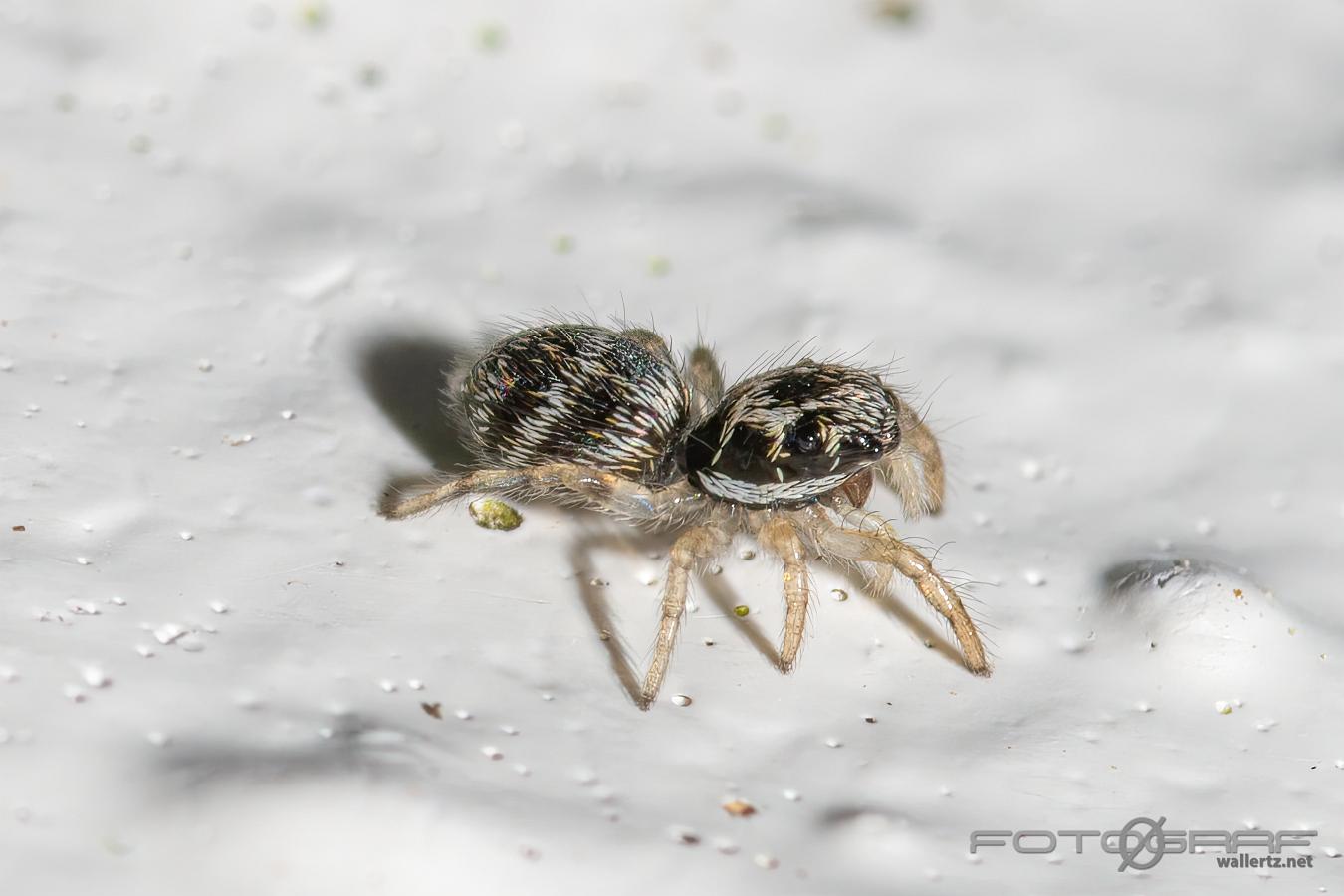 Zebra jumping spider(Murzebraspindel)