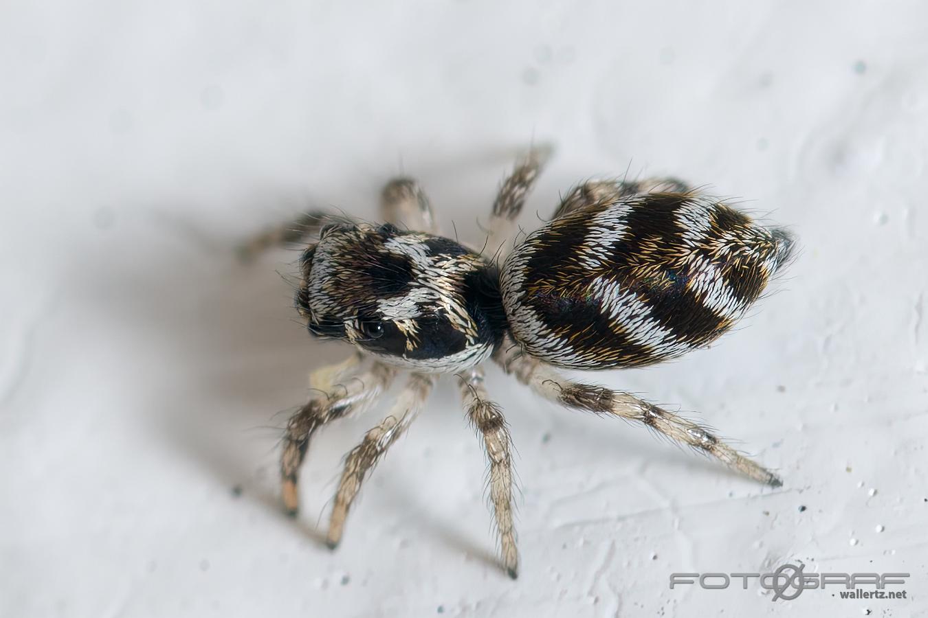 Zebra jumping spider(Murzebraspindel)