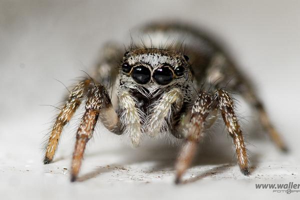 Zebra jumping spider (Murzebraspindel)