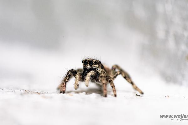 Zebra jumping spider (Murzebraspindel)