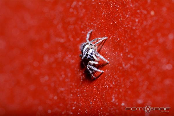 Zebra jumping spider (Murzebraspindel)