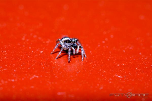 Zebra jumping spider (Murzebraspindel)