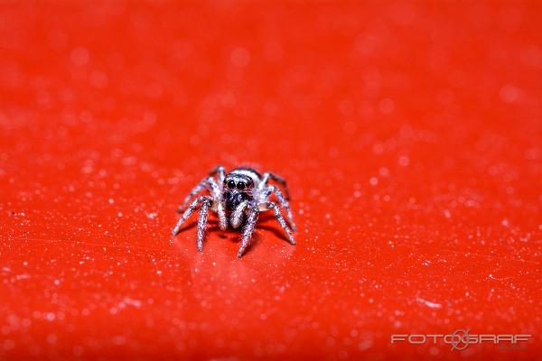 Zebra jumping spider (Murzebraspindel)