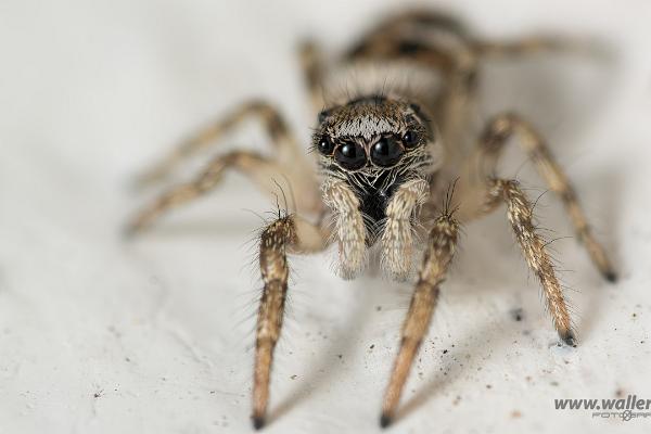 Zebra jumping spider(Murzebraspindel)