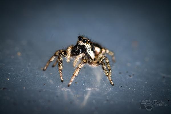 Zebra jumping spider (Murzebraspindel)