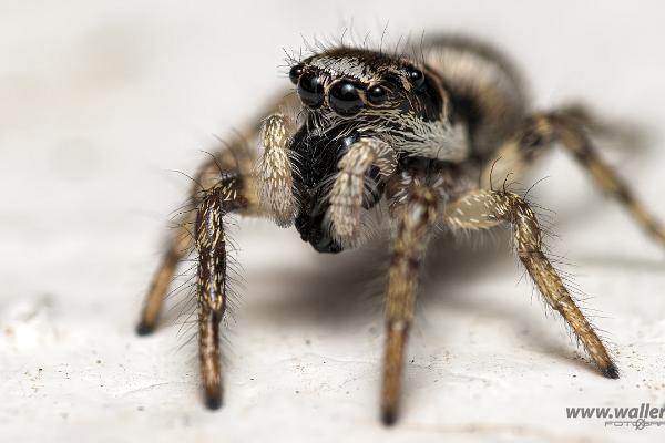 Zebra jumping spider(Murzebraspindel)