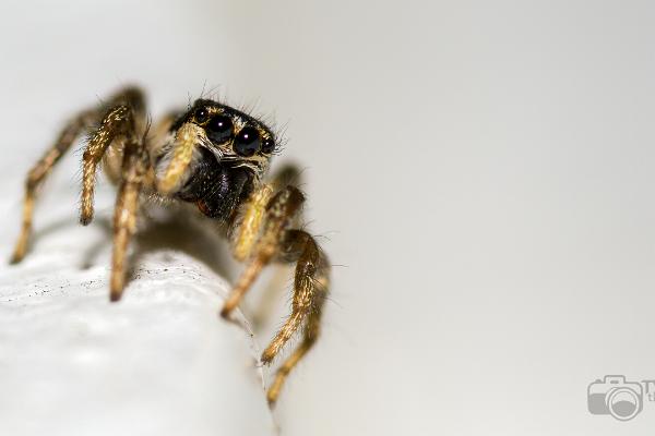 Zebra jumping spider (Murzebraspindel)