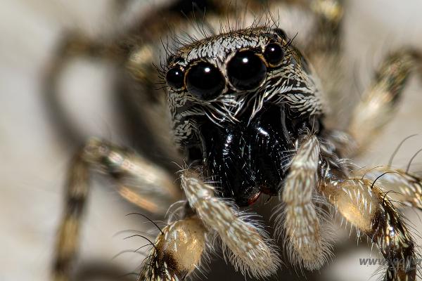 Zebra jumping spider (Murzebraspindel)