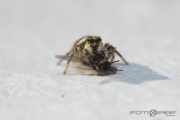 Zebra jumping spider (Murzebraspindel)