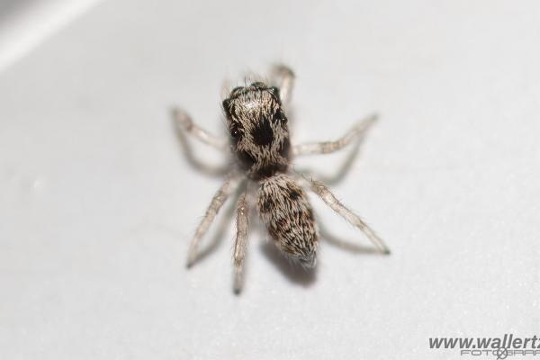 Zebra jumping spider baby(Murzebraspindel bäbis)