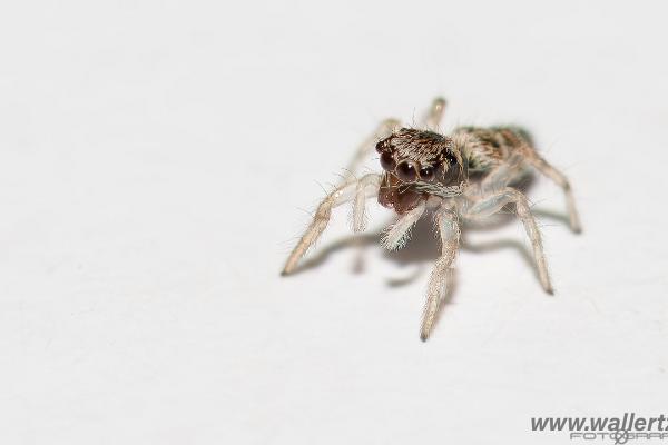 Zebra jumping spider baby(Murzebraspindel bäbis)