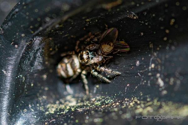 Zebra jumping spider (Murzebraspindel)