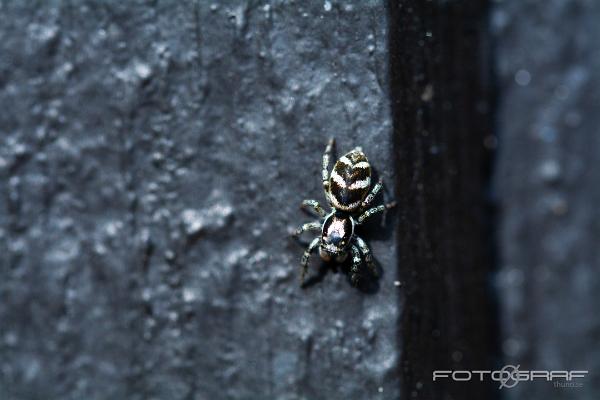 Zebra jumping spider (Murzebraspindel)