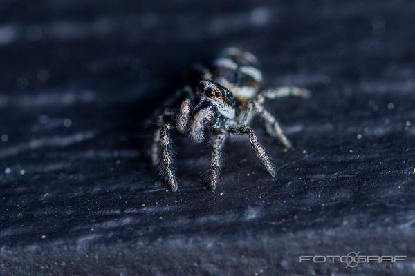 Zebra jumping spider (Murzebraspindel)