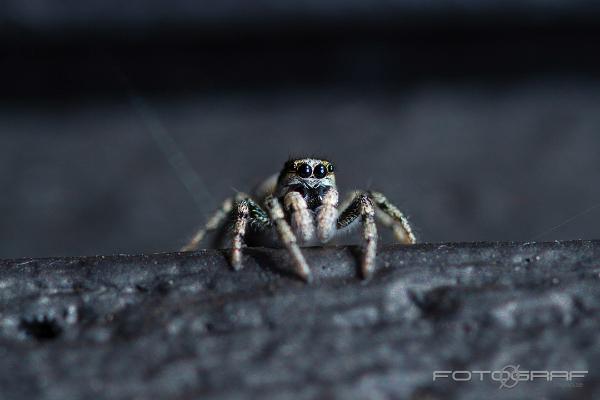 Zebra jumping spider (Murzebraspindel)