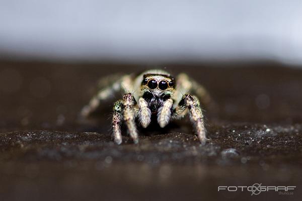 Zebra jumping spider (Murzebraspindel)