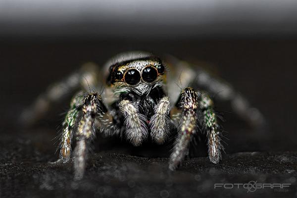 Zebra jumping spider (Murzebraspindel)