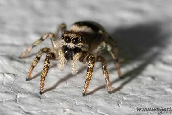 Zebra jumping spider(Murzebraspindel)