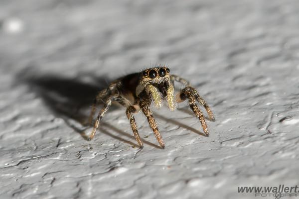 Zebra jumping spider(Murzebraspindel)