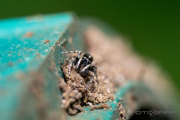 Zebra jumping spider (Murzebraspindel)