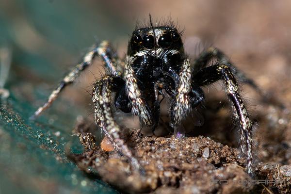 Zebra jumping spider (Murzebraspindel)